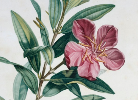 Zeichnung: „Rhexia speciosa“, Alexander von Humboldt, Monographie des Melastomacées, Paris: Libraire grecque-latineallemande, [1806–] 1823, Band 2, Tafel 4. (S. 17)